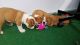 English Bulldog Puppies for sale in Ghent Rd, Ohio 44333, USA. price: NA
