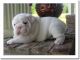 English Bulldog Puppies for sale in Ghent Rd, Ohio 44333, USA. price: NA