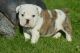 English Bulldog Puppies for sale in New Meister Ln, Pflugerville, TX, USA. price: $433