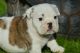English Bulldog Puppies for sale in TX-121, Texas, USA. price: NA