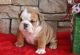English Bulldog Puppies for sale in P St, Lincoln, NE, USA. price: $490