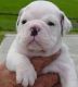 English Bulldog Puppies for sale in The Old Market, Omaha, NE 68102, USA. price: NA
