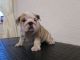 English Bulldog Puppies for sale in Wenatchee, WA 98801, USA. price: NA