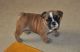 English Bulldog Puppies for sale in TX-360, Grand Prairie, TX, USA. price: NA