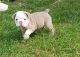 English Bulldog Puppies for sale in S Acansa Dr, Pueblo West, CO 81007, USA. price: $500