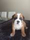 English Bulldog Puppies for sale in S Acansa Dr, Pueblo West, CO 81007, USA. price: $400