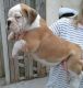 Stunning Kc Reg English Bulldog Puppies For Sale