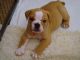 English Bulldog Puppies for sale in Garden Grove, CA, USA. price: NA