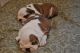 English Bulldog Puppies for sale in Saint-Quentin, NB E8A 2G8, Canada. price: $588