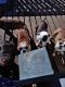 English Bulldog Puppies for sale in Bellevue, NE, USA. price: $1,200