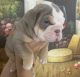 English Bulldog Puppies for sale in Beverly Hills, CA, USA. price: NA