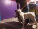 English Bulldog Puppies for sale in Klamath Falls, OR, USA. price: NA