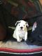English Bulldog Puppies for sale in Clatskanie, OR 97016, USA. price: $3,500