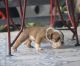 English Bulldog Puppies for sale in Silicon Valley, CA, USA. price: NA
