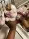 English Bulldog Puppies for sale in Centralia, WA, USA. price: NA