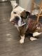 English Bulldog Puppies for sale in Tigard, OR, USA. price: $3,000