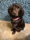 English Cocker Spaniel Puppies for sale in Pinellas Park, FL 33781, USA. price: $650