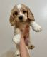 English Cocker Spaniel Puppies for sale in West Covina, CA, USA. price: $1,200