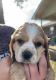 English Cocker Spaniel Puppies for sale in San Diego County, CA, USA. price: NA