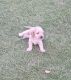 English Cocker Spaniel Puppies for sale in 93313 District Blvd, Bakersfield, CA 93313, USA. price: $300