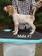 English Coonhound Puppies
