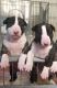 Champion Sired Bull Terrier Pups
