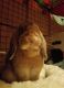 English Lop Rabbits for sale in 28 Mellish Rd, Langdon, NH 03602, USA. price: $40