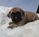 English Mastiff Puppies for sale in Boise, ID 83709, USA. price: $705