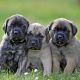 English Mastiff Puppies for sale in Delhi, India. price: 40000 INR