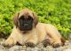 English Mastiff Puppies for sale in Raleigh, NC 27614, USA. price: $730