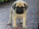 English Mastiff Puppies for sale in Mumbai, Maharashtra, India. price: 2 INR