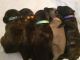 English Mastiff Puppies for sale in Lumberton, NC, USA. price: $1,300