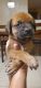 English Mastiff Puppies for sale in Hesperia, CA 92345, USA. price: NA