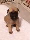 English Mastiff Puppies for sale in Lumberton, NC, USA. price: $1,200