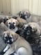English Mastiff Puppies for sale in Menifee, CA, USA. price: NA