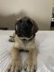 English Mastiff Puppies for sale in Biloxi, MS, USA. price: NA