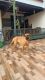 English Mastiff Puppies for sale in Meerut, Uttar Pradesh, India. price: 30000 INR