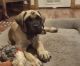 English Mastiff Puppies for sale in Fort Garland, CO, USA. price: $2,000