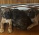 English Mastiff Puppies for sale in Saratoga Springs, NY, USA. price: $2,500