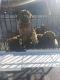 English Mastiff Puppies for sale in Pahrump, NV, USA. price: NA