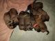 English Mastiff Puppies for sale in Charlotte, NC, USA. price: $3,000