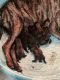 English mastiffs puppies for sale