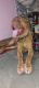 English Mastiff Puppies for sale in Block C, Yamuna Vihar, Shahdara, Delhi, 110053, India. price: 10000 INR