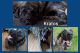 English Mastiff Puppies for sale in Henderson, NY 13650, USA. price: $800