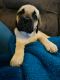 English Mastiff Puppies for sale in Yuma, AZ 85364, USA. price: $800