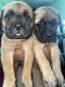 English Mastiff Puppies for sale in Maligaon, Guwahati, Assam, India. price: NA