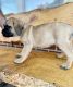 English Mastiff Puppies for sale in Caldwell, ID, USA. price: $1,200