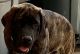English Mastiff Puppies for sale in Chino Valley, AZ, USA. price: NA