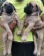 English Mastiff Puppies for sale in Leland, NC, USA. price: $1,000