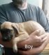 English Mastiff Puppies for sale in Neillsville, WI 54456, USA. price: NA